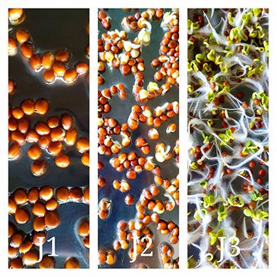 Evolution de graines germée de chox rouge